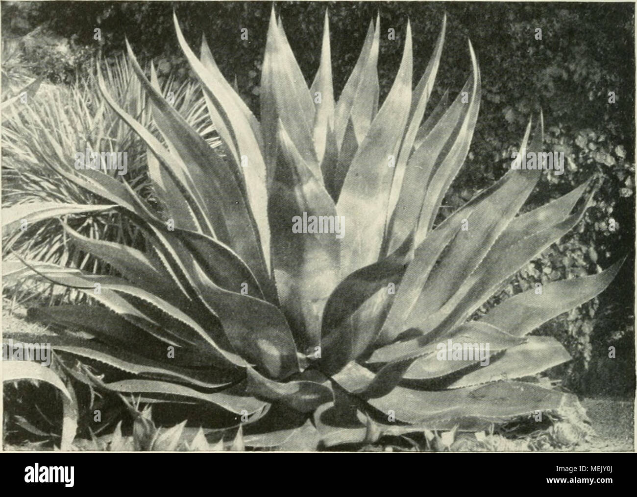 . Die Agaven. Beiträge zu einer Monographie. Mit 79 Abbildungen im Text