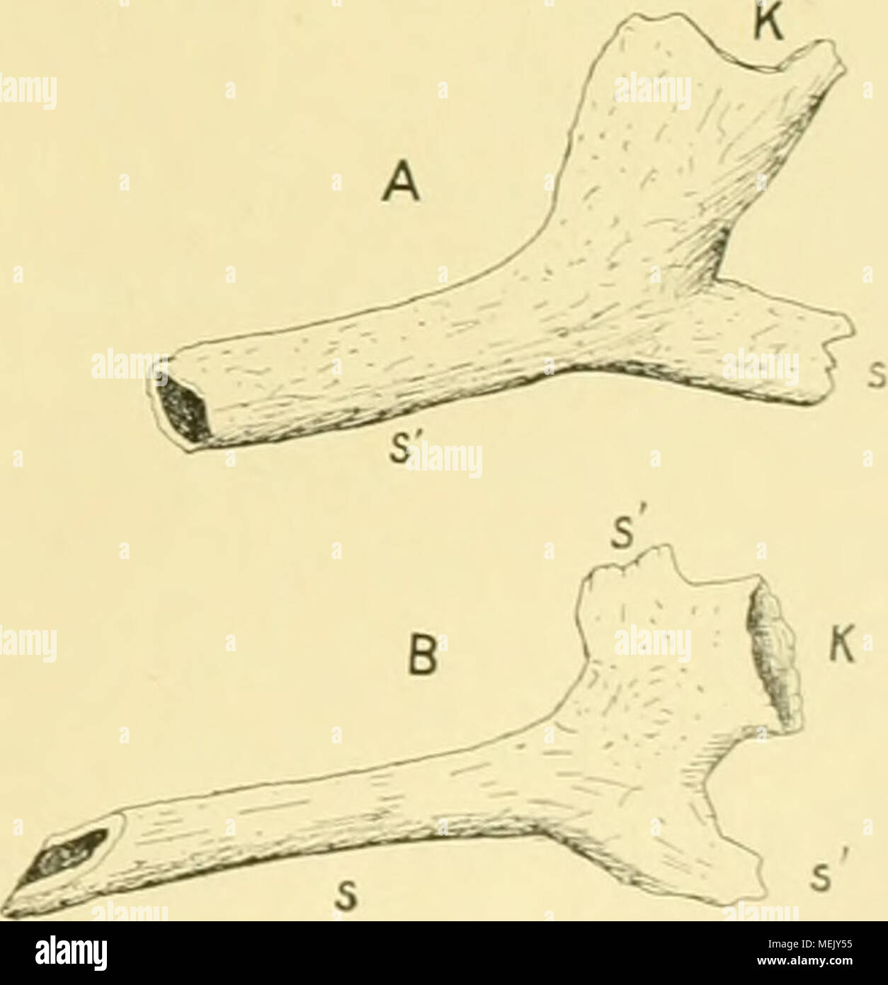 . Alcyoniden die der Siboga-expédition. I. Coralliidae . Fig. II. Chtilochonus michclini fragmente. Un Kelch, der einen Stamm abgiebt (5 x 17') ; B, Kelch der zwei Stämmchen abgiebt (S') ; K, Polypenkelch Stammabschnittc ; .9,5' X 5- zeigen uns, wie die Aste von Cladochonus esehen-ausg. michelini haben und aus meinem l) Geological Magazine, nouvelle série, Dccade 2, 6, 1S79, p. 289. 29 Banque D'Images