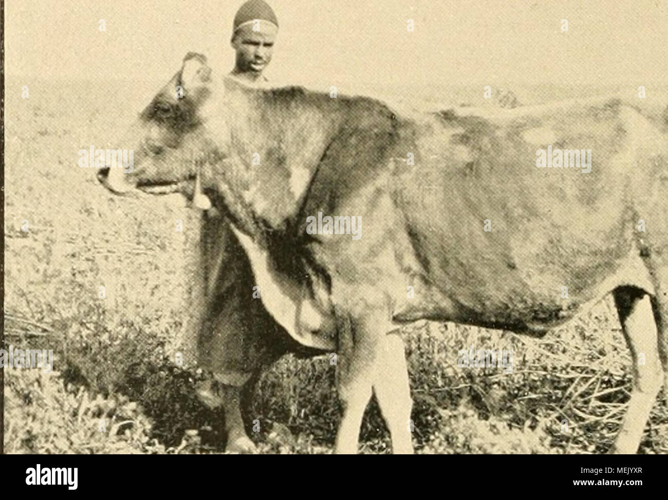 . Die Abstammung der ältesten Haustiere .. . Banque D'Images