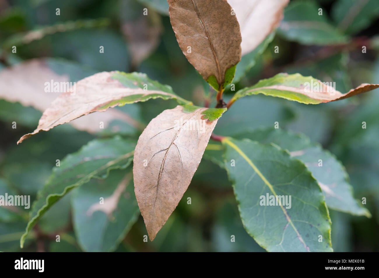 Le laurier - laurier (Laurus nobilis) l'usine avec le gel froid dommages aux feuilles en uk garden Banque D'Images