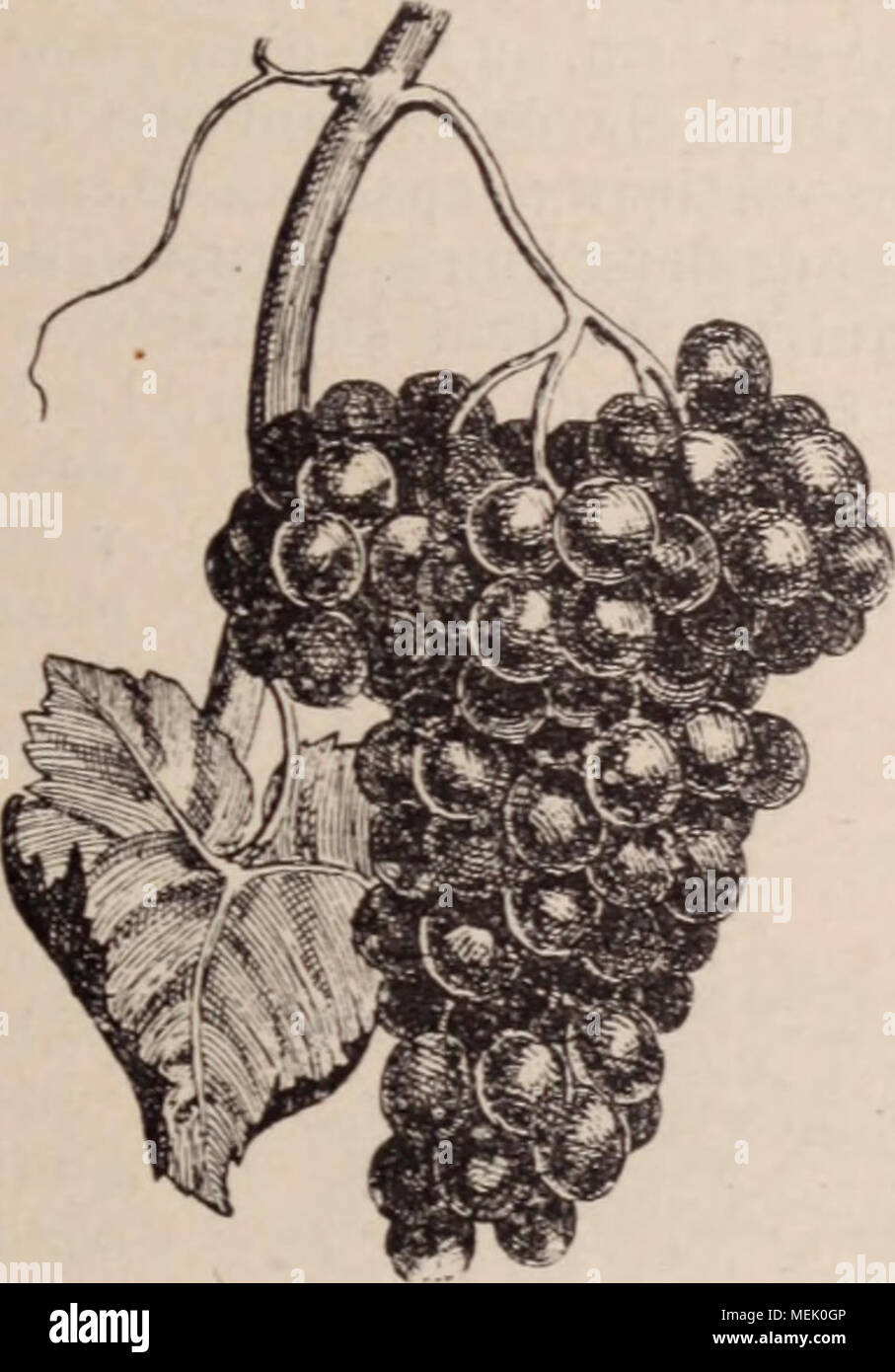 . Dictionnaire d'horticulture illustrÃ© / par D. Bois prÃ©face de Maxime Cornu avec la collaboration de E. AndrÃ© ... [Et al.]. . Fig. 936. - Fbankenthal aux raisins. Frankenthal ou hambourg noir. (Fig. 936.) â Grappe magnifique par son dÃ©. veloppt¨ ; gr. trà s gros, pretencioso, faiblemt. ovoÃ¯de, noir bleu- Ã¢tre ; TRÀ¨s bon. Octobre. CÃ©page trà s¨la vigueur. et terres fertiles en espalier ou en plein air ; l'¯oÃ dium l'en- vahit particuliÃ¨rt. ; prÃ©cieux pour les desserts de luxe et pour la cuit, forcÃ©e, sous verre. VariÃ©tÃ©s mixtes. Â En gÃ©nÃ©ral, tous les raisins sont des fr. de dessert et en mÃªme temps R. Banque D'Images