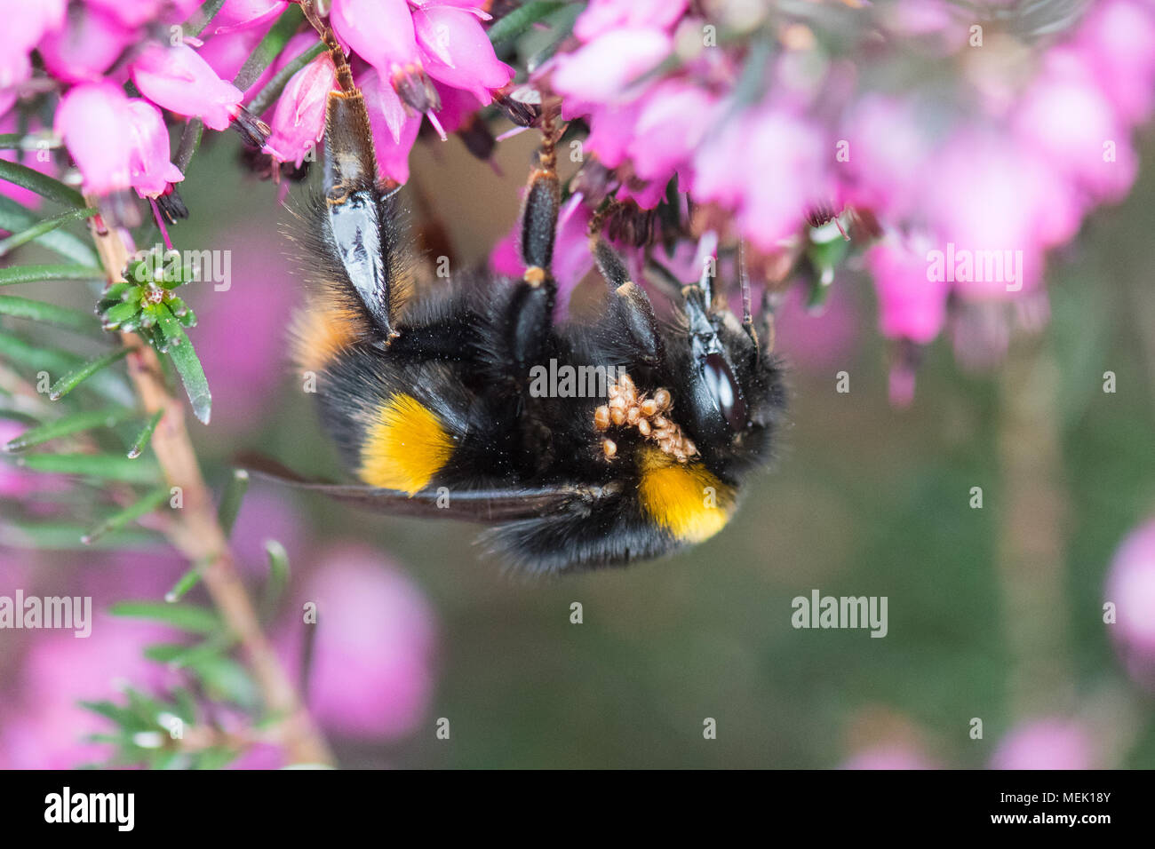 Reine buff-tailed bourdon (Bombus terrestris) avec bumblebee acariens au début du printemps - UK Banque D'Images
