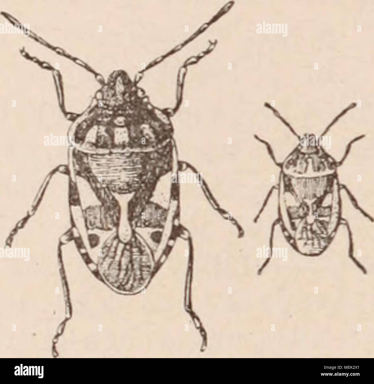 . Dictionnaire d'horticulture illustrÃ© / par D. Bois prÃ©face de Maxime Cornu avec la collaboration de E. AndrÃ© ... [Et al.]. . Fig. 372. Â Punaise des choux. Eijrydema ornata. rÃ©pand une odeur infecte. Elle pond ses Åufs, en forme de petits barils, en les alignant Ã la face infÃ©rieure des feuilles. Ces deux punaises sont d'assez grande taille et de couleurs assez remarquables pour qu'on puisse les rÃ©Colter et les tuer : il faut aussi visiter la face infÃ©rieure des feuilles pour dÃ©truire les Åufs avant que les larves en soient sorties. Sur plaÃ§ait autre- fois ces deux punaises dans le Banque D'Images
