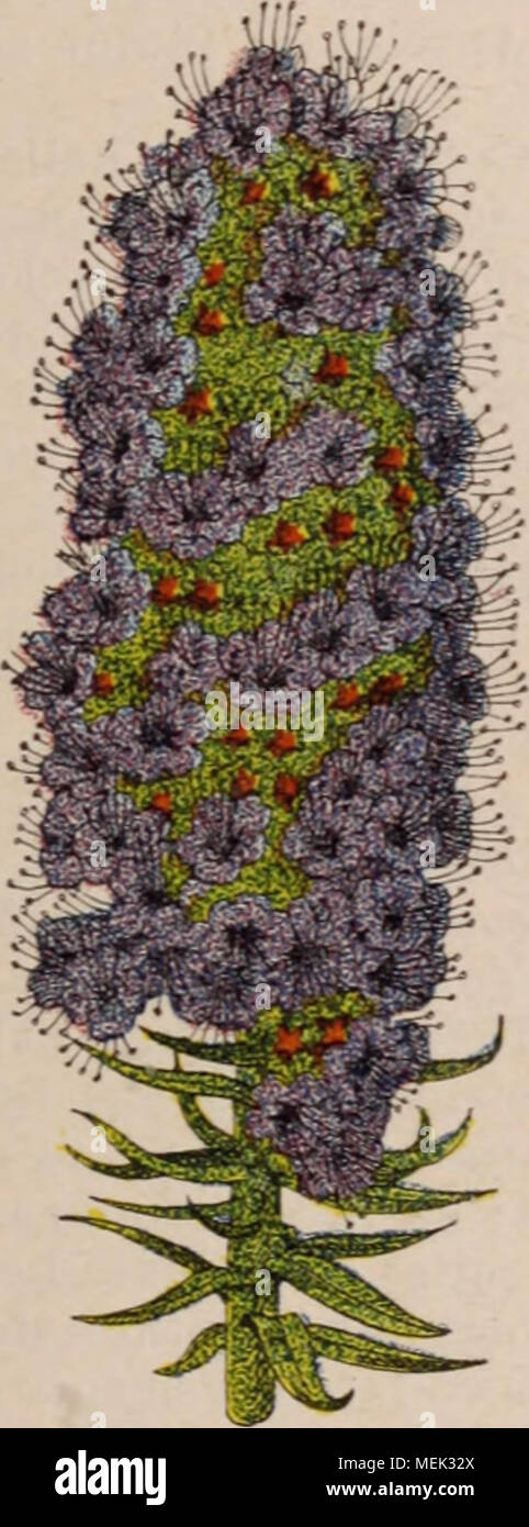 . Dictionnaire d'horticulture illustrÃ© / par D. Bois prÃ©face de Maxime Cornu avec la collaboration de E. AndrÃ© ... [Et al.]. . Fig. 326. Â Rose Jacq. 15 Ã 20 cm. diam., vert foncÃ© luisant, moins prolifÃ¨re que les autres en particulier ; 10 14 Ã cÃ'tes ver- ticales, aiguÃ"s ; aiguillons aciculaires. jaunÃ¢tres, noirs Ã la base et Ã la pointe, longs de 2 Ã 3 cm. ; 7 Ã 9 extÃ©rieurs, 1 Ã 3 centraux. Fl. blanches, similar Ã celles de YE. Eyriesii, Ã faible odeur de jasmin. 11 y a aussi des hy- brides Ã fl. roses, par ex. E. t. EohlanÃ ii. E.. Monv. [Syn. E. H. : Forbesii angl.  ; Banque D'Images