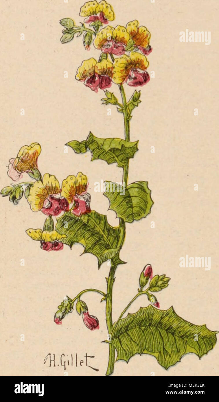 . Dictionnaire d'horticulture illustrÃ© / par D. Bois prÃ©face de Maxime Cornu avec la collaboration de E. AndrÃ© ... [Et al.]. . Fig. 218. - Bnth Chorizema varium. rustiques that are produced en vue de la con- sommation hivernale, tels les G de NoÃ"l, de Vaiigirard, Milan de Pontoise, M de ni- vÃ¨ge ; mais dÃ®s que viennent les gelÃ©es et les neiges de novembre et de dÃ©cembre, il est d'u- sage de coucher les sujets sur place, à l'aide de la bÃªche, la pomme tournÃ©e vers le nord. Sur les conserver also trà s¨bien en les en jau- geant in abritÃ©, en avant d'un mur au nord par e Banque D'Images