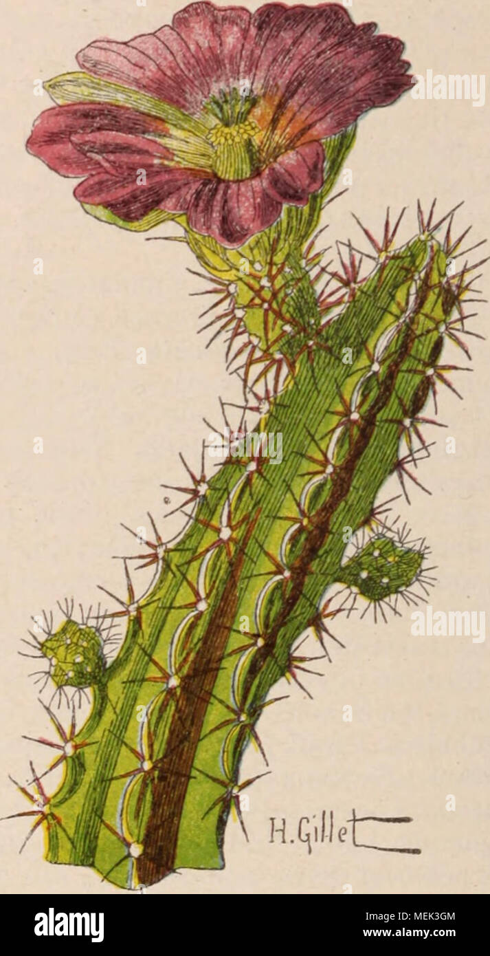 . Dictionnaire d'horticulture illustrÃ© / par D. Bois prÃ©face de Maxime Cornu avec la collaboration de E. AndrÃ© ... [Et al.]. . Fig. 198. Â Cerkus PENTAL0P11DC NOUS Jamaearu G. Salm. [Syn. : C. glaucus Salm. ; C. acsius Salm.  ; C. cyaneus Hort. Uvidus ; C. Pfeiff. ; Ch. Perottetianus Lem. JconouiÃ®. L'ace.] â Nord du BrÃ©sil, VÃ©nÃ©zuela. Â, arborescents ro- buste ; 4-5 m. haut, sur 1&gt ;. cm. diam. ; Ã©piderme glauque, quelquefois azurÃ©, plus tard vert sombre ; 4-5 cÃ'tes comprimÃ©es, angles profonds. Grandes fleurs blanches, tube à lisse, nocturnes, longues de 25 cm. sur 20 cm. diam. Lamprochlo G. Banque D'Images