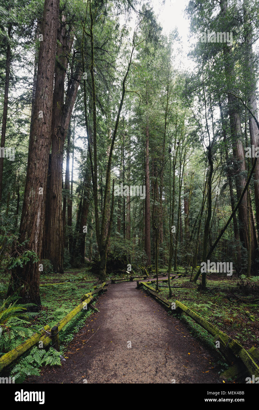 Chemin désert Redwoods Banque D'Images
