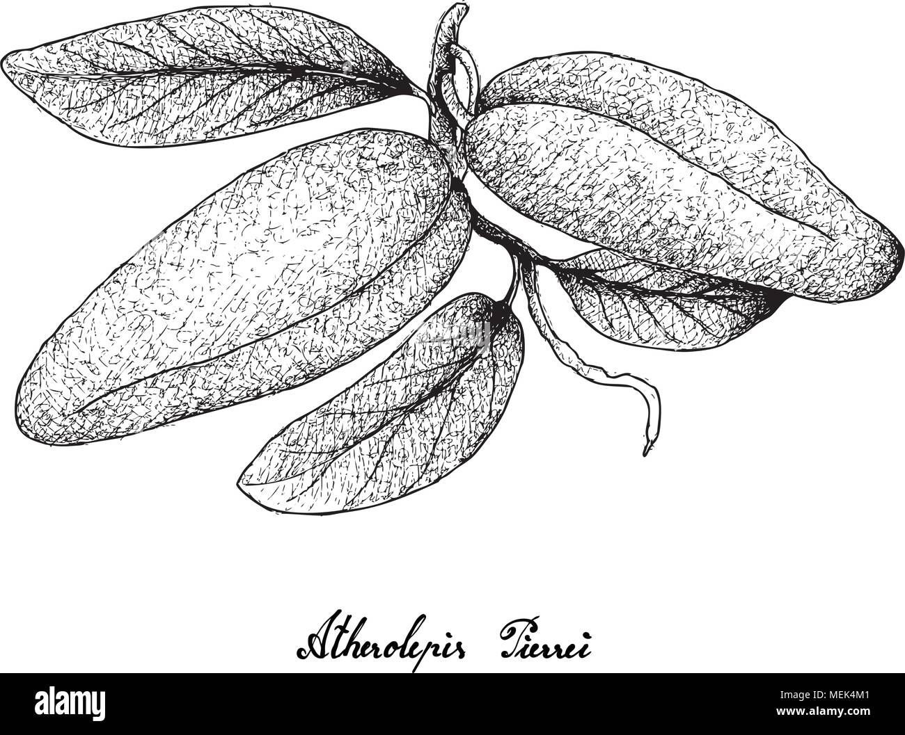 Fruits frais, illustration du croquis à main Atherolepis Fruits Pierrei isolé sur un fond blanc. Illustration de Vecteur