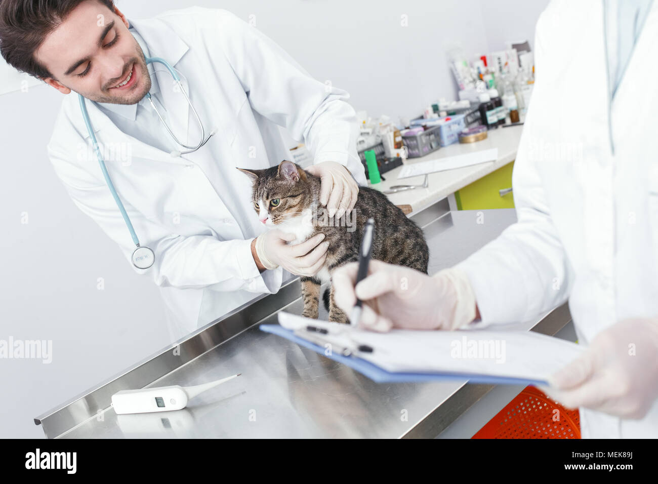Les médecins professionnels sont le traitement d'une cat Banque D'Images