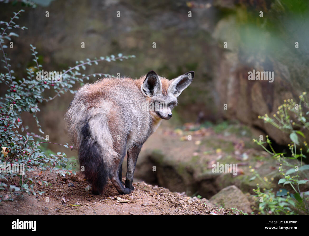 Grand hibou (bat-eared fox sur fond naturel) Banque D'Images