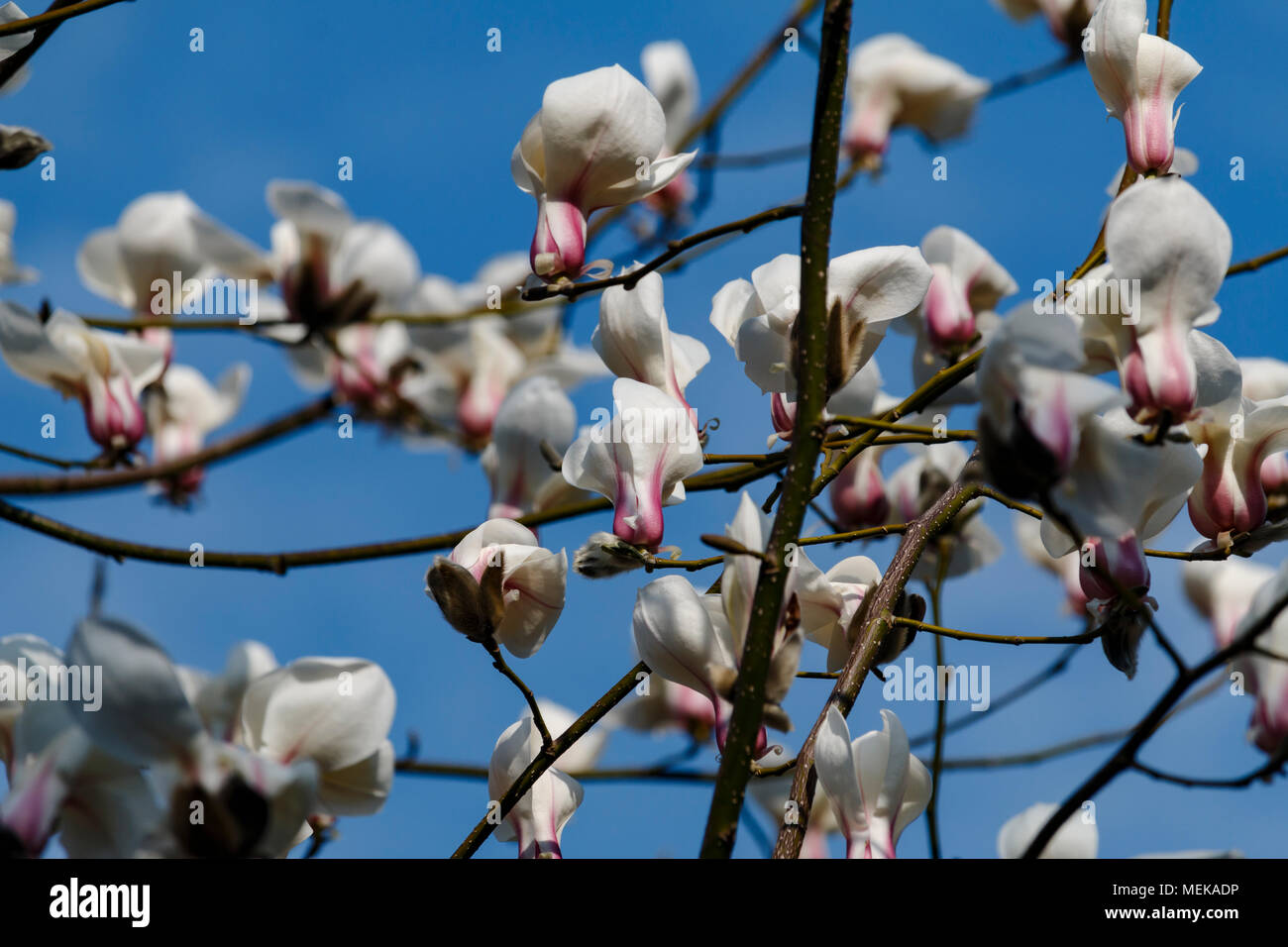 Belle floraison printanière de magnolia arbres fleurs blanches sur sky Banque D'Images