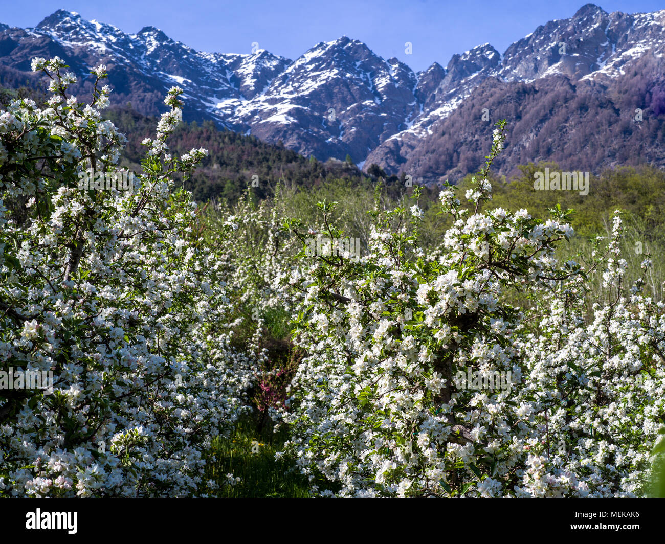Fleurs de pommiers blancs en face de montagnes couvertes de neige Banque D'Images