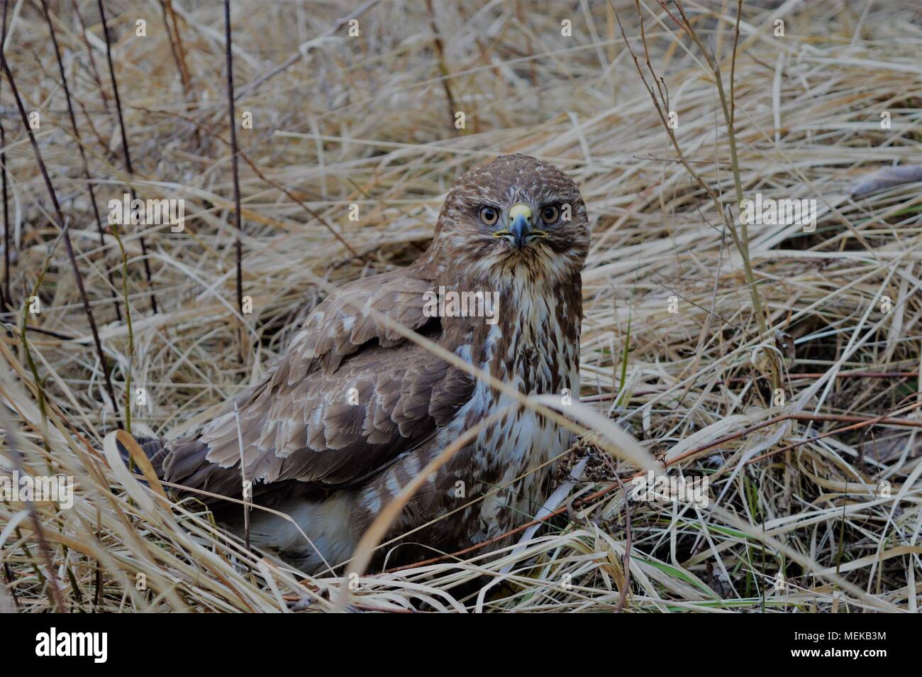 Buzzard cachés dans le bush lors de promenade en forêt Banque D'Images