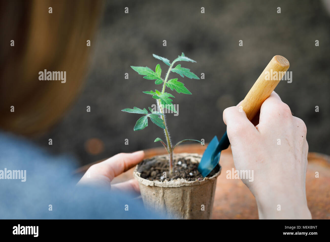 Processus de travail : préparation des pousses de tomates pour planter dans le sol, gros plan Banque D'Images