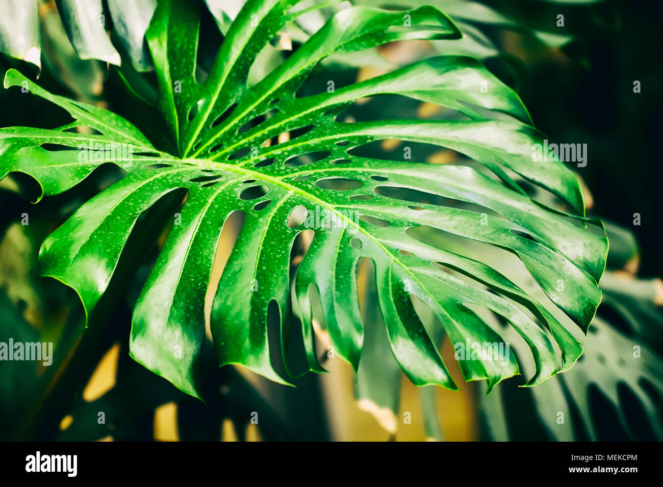 Vert naturel tropical Monstera feuilles perforées avec la texture. Split-leaf philodendron, feuillage tropical. Résumé motif naturel, fond botanique exotique Banque D'Images