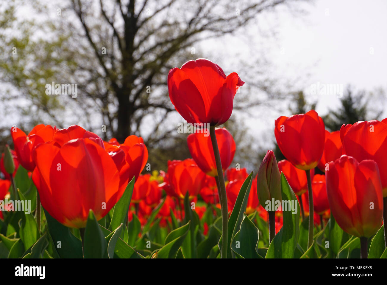 Jardin de tulipes sur le carillon des Pays-Bas Banque D'Images