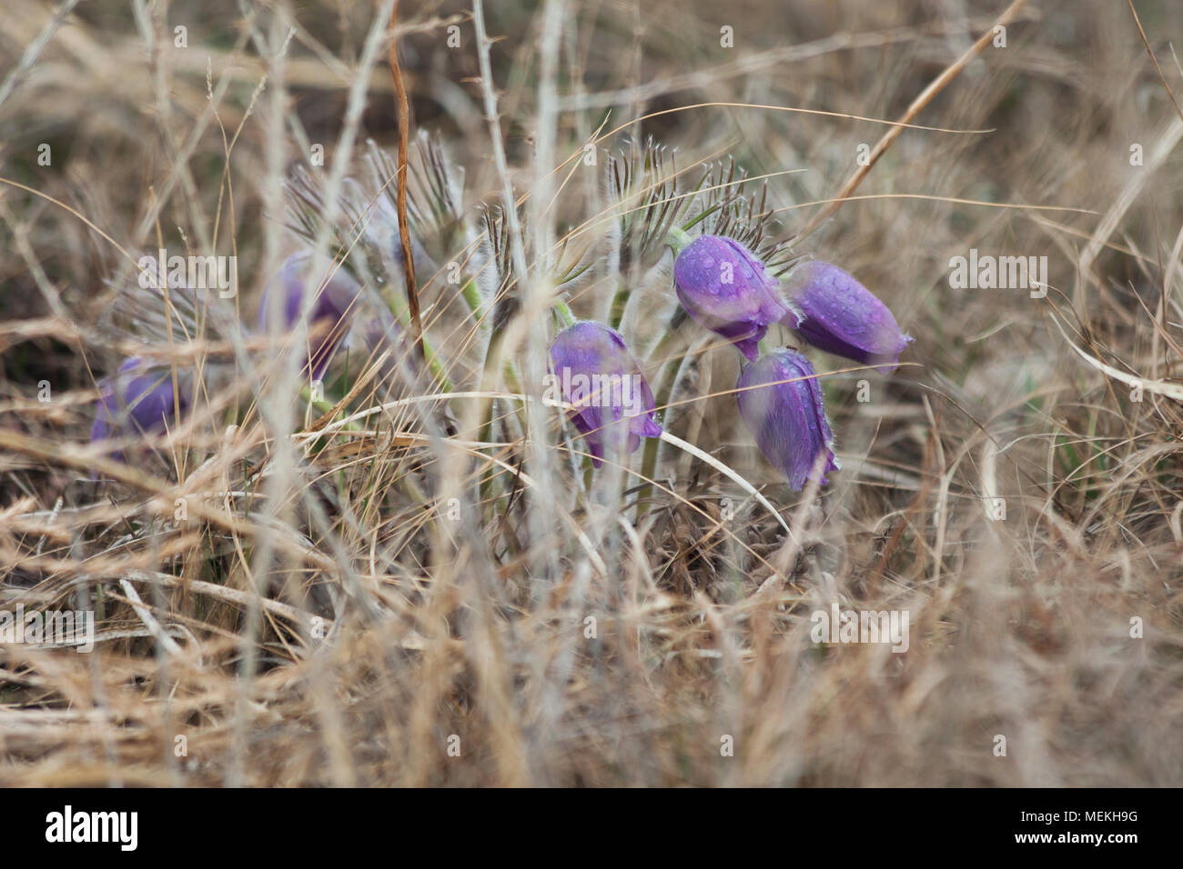 Anémone pulsatille (Pulsatilla vulgaris) Banque D'Images