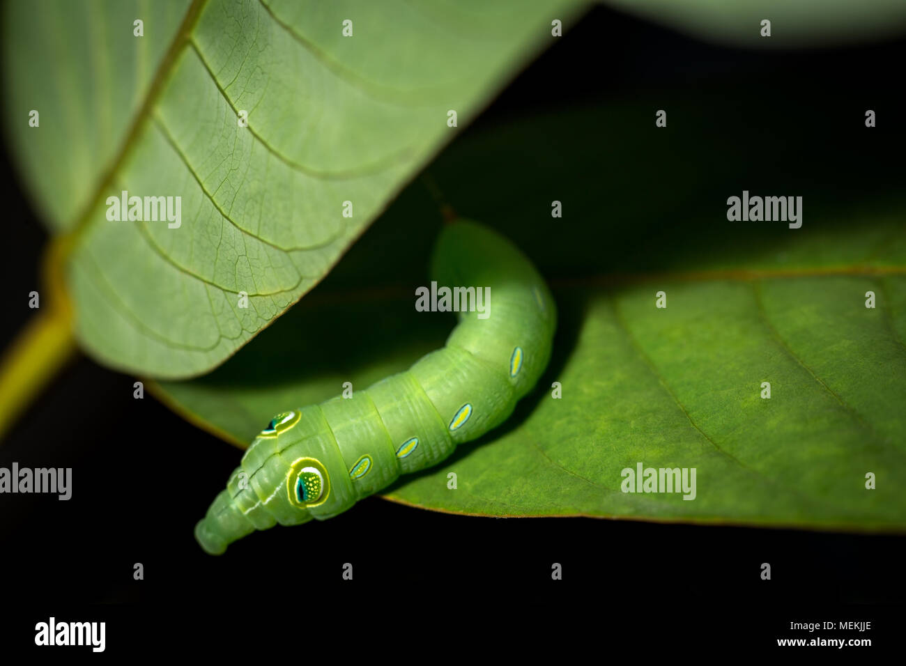 Hippotion celerio Caterpillar le stade de la vigne Hawk Moth ou Silver-Striped Hawk. Amplifiées close-up macro photographie libre de Caterpillar Banque D'Images