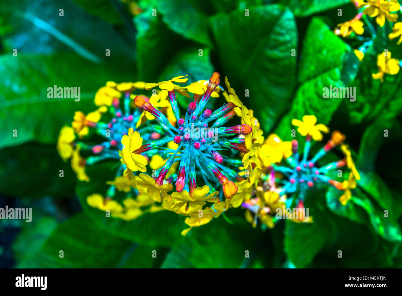 Globe dirigé fleurs d'été en plein soleil. Allium Banque D'Images