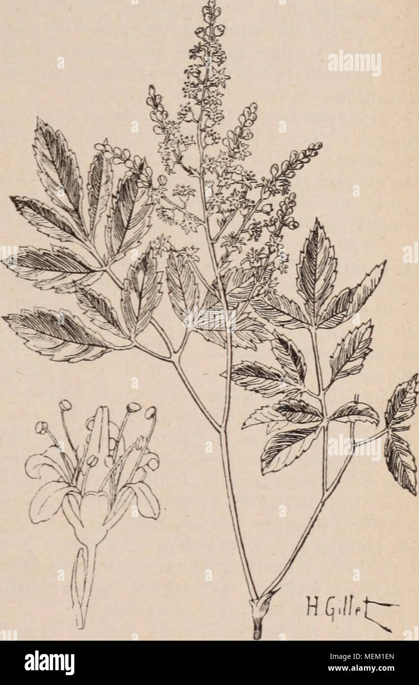 . Dictionnaire d'horticulture illustrÃ© / par D. Bois prÃ©face de Maxime Cornu avec la collaboration de E. AndrÃ© ... [Et al.]. . Blanches, Ã disque jaune, puis purpurin A. turbinatus Lindl. Â AmÃ©r. sept. Tige Ã©levÃ â©e, raide. rameuse ; feuilles cauiinaires Ã©troites ; fleurs violet lilas. Involncre turbinÃ Ã©. Les Aster sont tous d'chiffre plantes pour l'ornementation des jardins en automne. VA. glaucus fleurit dÃ¨s le printemps. La multiplica- tion de la {¨espÃ most of the EC se fait par division des souches au printemps ou à l'automne. VA.fruticulosus, VA. trinervius et VA. glaucus Banque D'Images