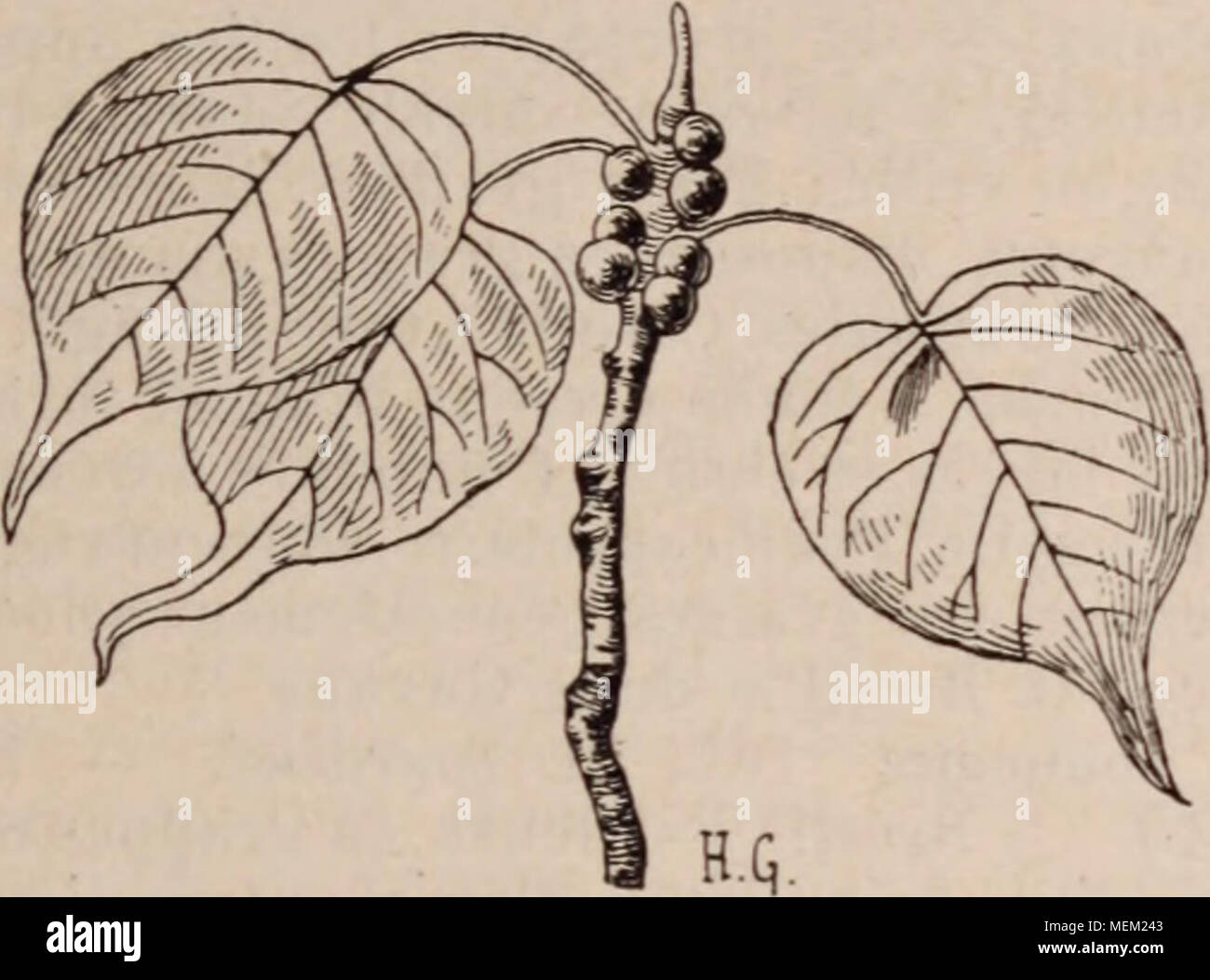 . Dictionnaire d'horticulture illustrÃ© / par D. Bois prÃ©face de Maxime Cornu avec la collaboration de E. AndrÃ© ... [Et al.]. . Fig. 19. Â Feuilles acuminÃ heligiosa©es uc Ficus. ACUMINÃ. Se dit des organes (feuilles, pÃ©tales, sÃ©pâle,etc.) dont le sommet se rÃ©TRÀ©ci ! Brusque- ment pour se prolonger en pointe. (Fig. 19.) ACUTANGLE. Muni d'angles tranchants. ADA Ldl. (OrchidÃ©es.) Petit genre composÃ© de 2 espÃ¨ces de la Colombie. Plantes Ã©piphytes ou demi-terrestres Ã condemned bulbes petits, aplatis, mo- nophvlles ou rarement diphylles, fleurs en Ã©pis Ã©rigÃ©s, Ã pÃ©tales et sÃ©pâlit linÃ©aire Banque D'Images