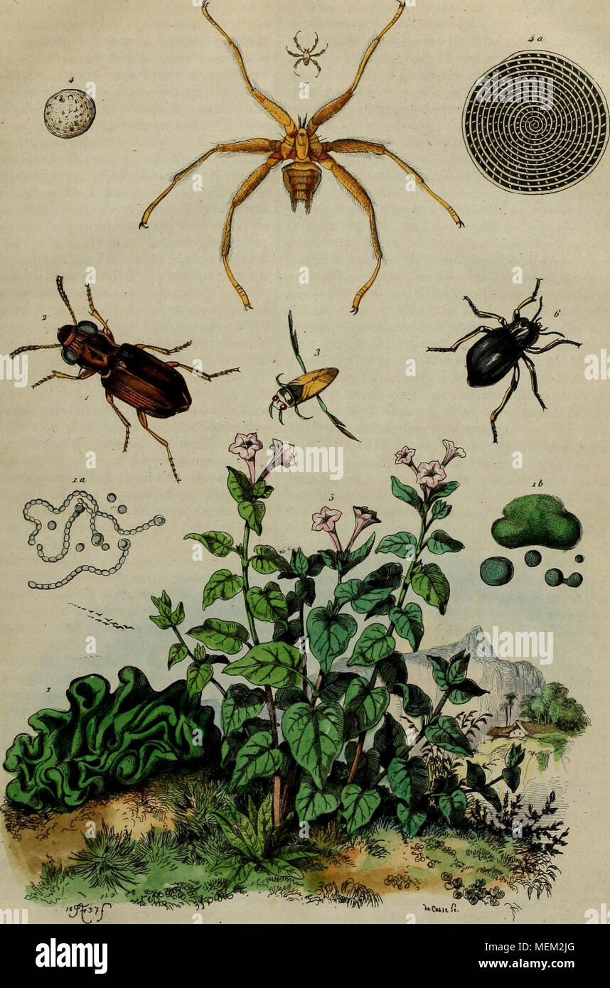 . Dictionnaire pittoresque d'histoire naturelle et des phÃ©nomÃ®nes de la nature . Â ^ Cuitfi-. Â '^'"&gt ;" Â" Xoli.jJulf Notoneclf ;) . ^ Sniuninldtc NvciÂ «Â -Â" !"' ft' Syctclic . 7. SyctÃ©ribie . ^ 6W/-,n af^-. Banque D'Images