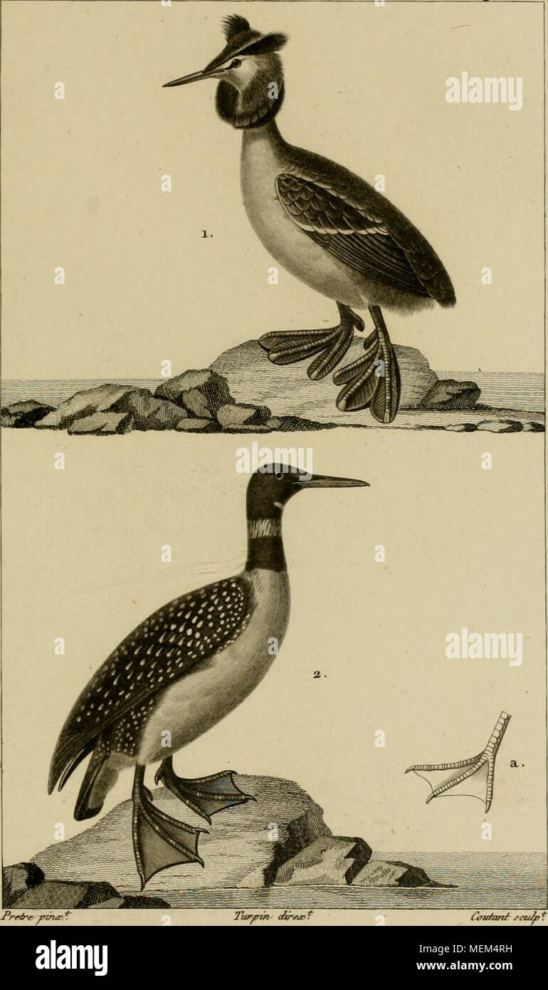 . Dictionnaire des sciences naturelles, dans lequel on traite méthodiquement des différens êtres de la nature, l'authors soit en eux-mêmes, d'après l'état actuel de nos connoissances, soit relativement à l'utilité qu'en retirer, la médecine, l'agriculture, le commerce et les artes. Suivi d'une biographie des plus célèbres naturalistes . 1. Le grèbe cornu. 2. GRAND PLONGEON, un ./j'^^ûu y d, Z/fm/^^. Banque D'Images