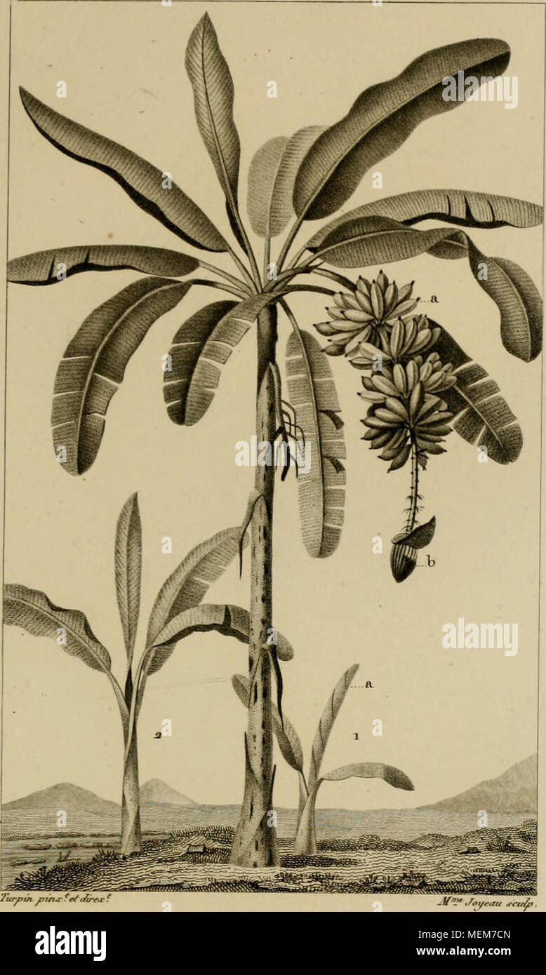 . Dictionnaire des sciences naturelles [ressource électronique] : dans lequel on traite mÃ©thodiquement des diffÃ©rens Ãªtres de la nature, considÃ©rÃ©s soit en eux-mÃªmes, d'aprÃ¨s l'Ã©tat actuel de nos connoissances, soit relativement Ã l'utilitÃ© qu'en peuvent retirer la mÃ©decine, l'agriculture, le commerce et les artes. Suivi d'une biographie des plus cÃ©lÃ¨bres naturalistes . . En gazon finj- . rf ./en-. Figxie bananier. MUSA s apientvmi. (Im .J (5o ^t/ ? Flra/it/ ntrfj &AMP ;.7l&155;yime c/TAN/f Jty&gt;o&amp ; sur conipue coBwosÃ ito/raeon©t/ii// - de jpa&amp;tf, fousciÃ¯dkryue aoune&amp;erjelro Banque D'Images