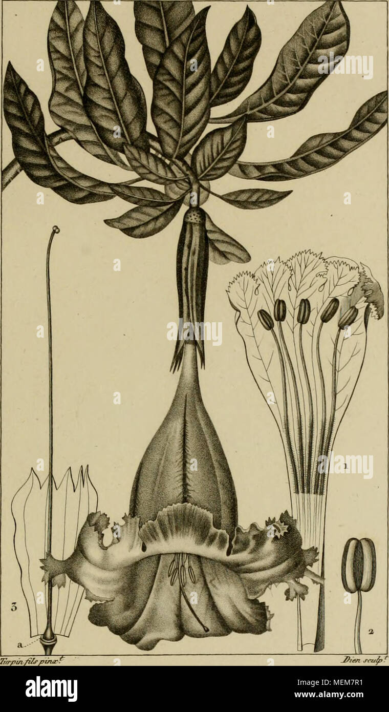 . Dictionnaire des sciences naturelles, dans lequel on traite méthodiquement des différens êtres de la nature, considérés soit en eux-mêmes, d'après l'état actuel de nos connoissances, soit relativement à l'utilité qu'en peuvent retirer la médecine, l'agriculture, le commerce et les artes. Suivi d'une biographie des plus célèbres naturalistes . S OL.ANDKE à gr.ondes flem-s. . SOIiANVILi oTandië ora ./Smar/^J f^ Cranti j'oimerfpoier J.nat/aire twà evisfi - //. A J'Ayco.rfprne en &Lt ; Banque D'Images