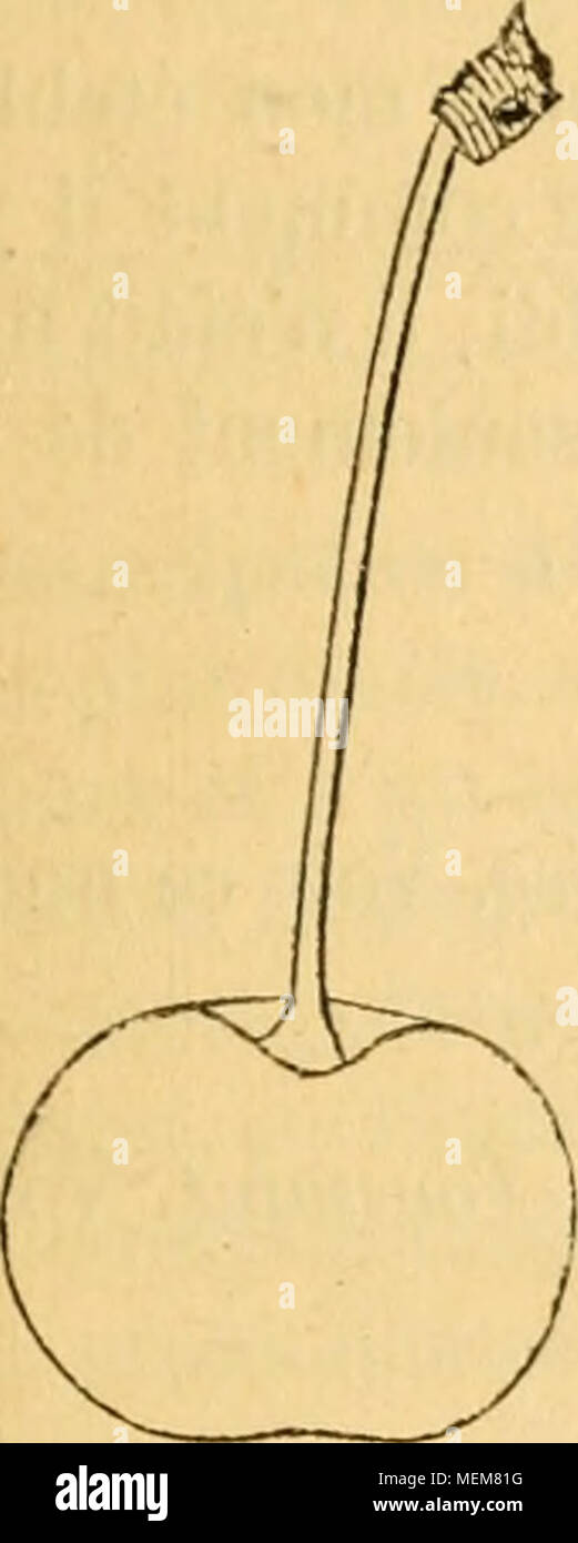 . Dictionnaire de mairie (Kiel), contenant l'histoire, la description, la figure des fruits anciens et des fruits modernes les plus G©N©ralement connus et cultivÂ©s . 76. Cerisier GRIOTTIER A LONGUES FEUILLES. Description de l'arbre. Â Bois : fort. Â Hameaux : des plus nombreux, TRÀ¨s-Ã©talÃ©s, les tribunaux et grÃªles, niculÃ non©gÃ©s, lisses, d'un brun verdÃ¢tre lÃ©gÃ¨turation lavÃ© de gris cendrÃ©. Â Lenticelles : petites et trà¨s-rares. Â Coussinets : presque nuls. - Yeux petits, ovoÃ¯des-pointus, Ã©cartÃ©s du bois, aux Ã©cailles mal soudÃ©es. Â Feuilles : assez abondantes, d'un beau vert, Ã©troite Banque D'Images