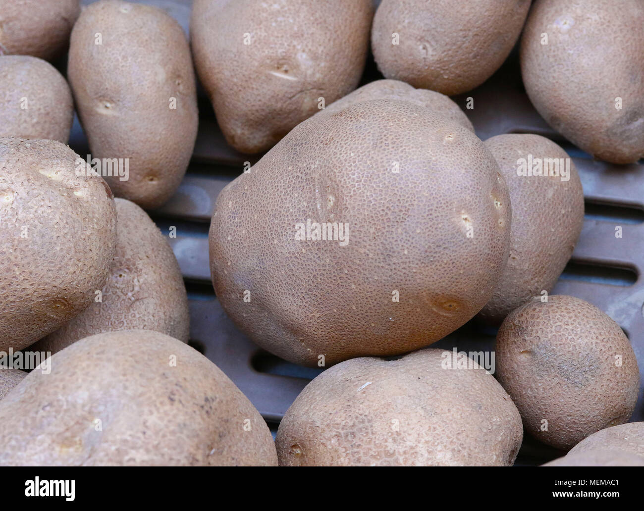 Amey Pommes de terre Russet au Farmer's Market Banque D'Images