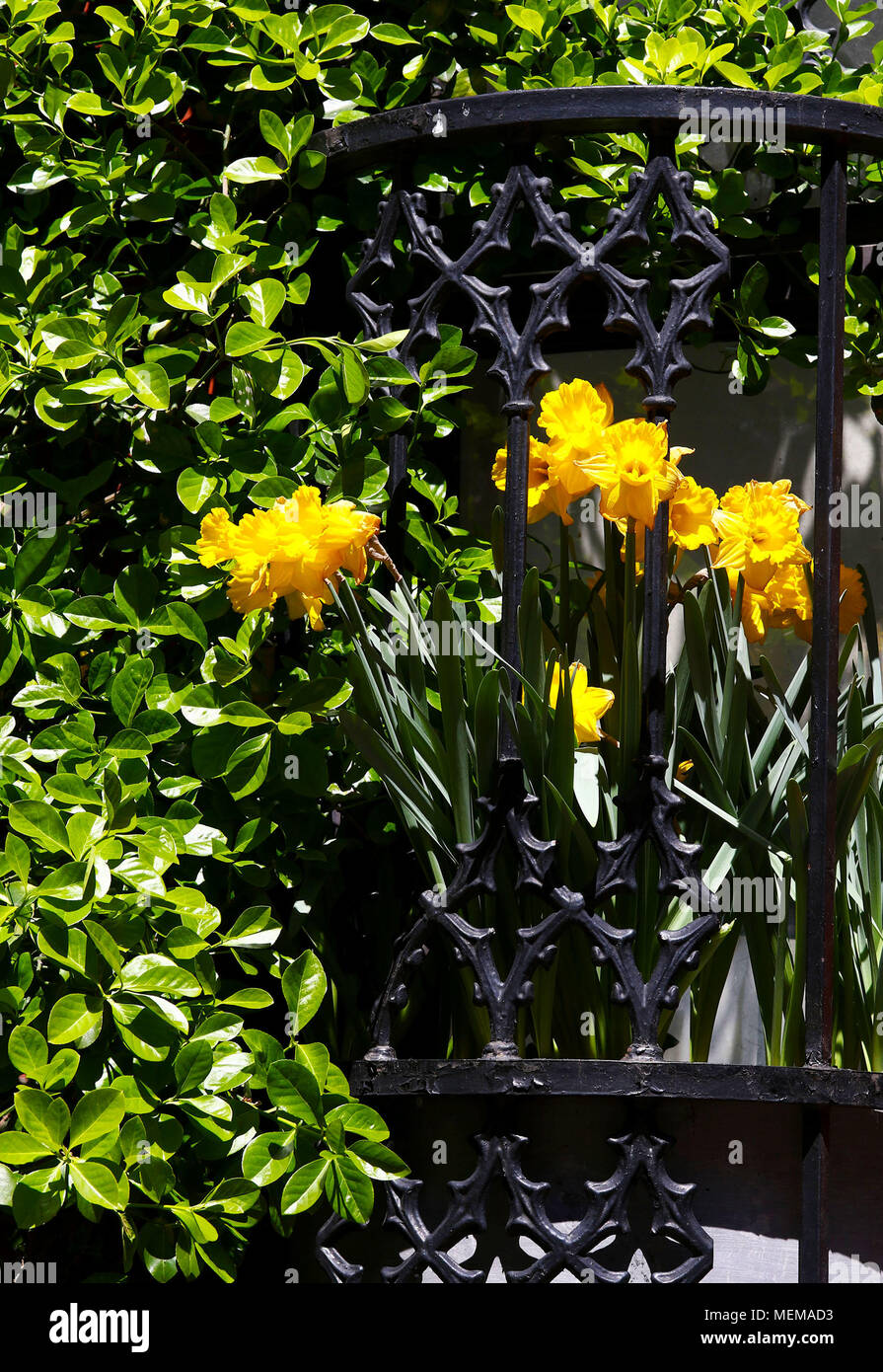 Jonquilles jaune et verte du balcon en fer avec Bush Banque D'Images