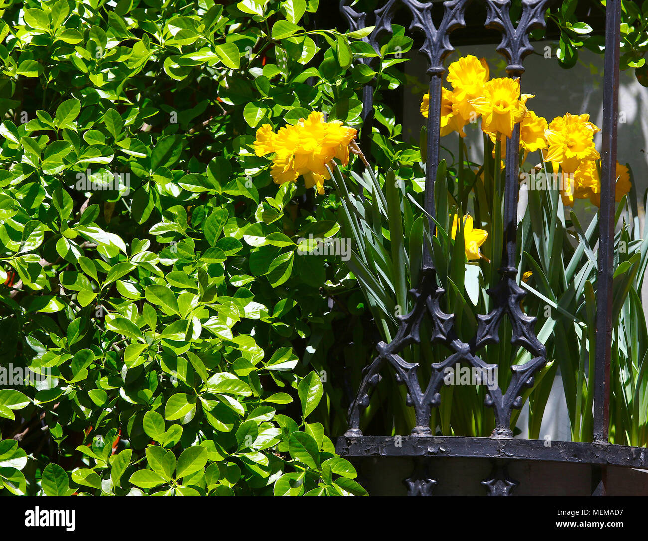 La végétation verte avec Bush dans la fenêtre de dialogue des jonquilles jaune Banque D'Images