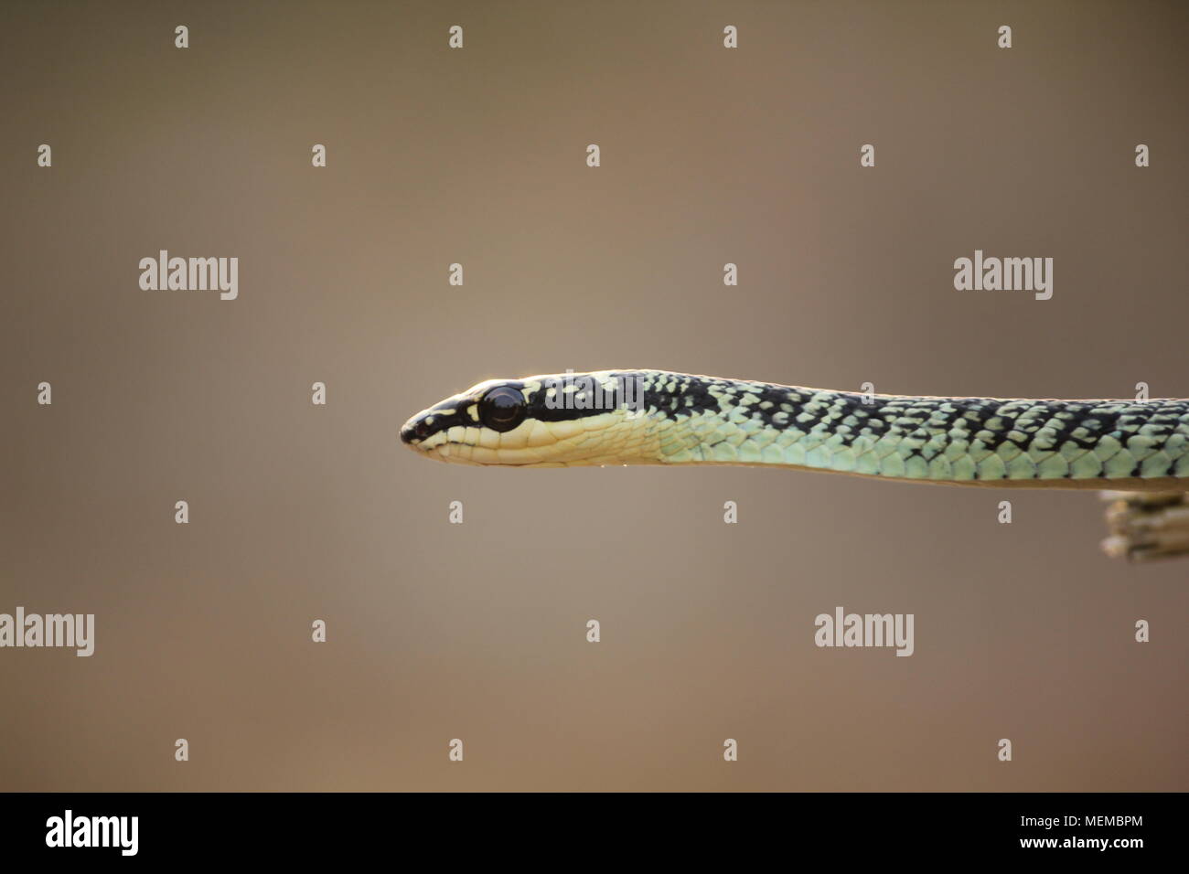 Flying serpent avec fond brun Banque D'Images