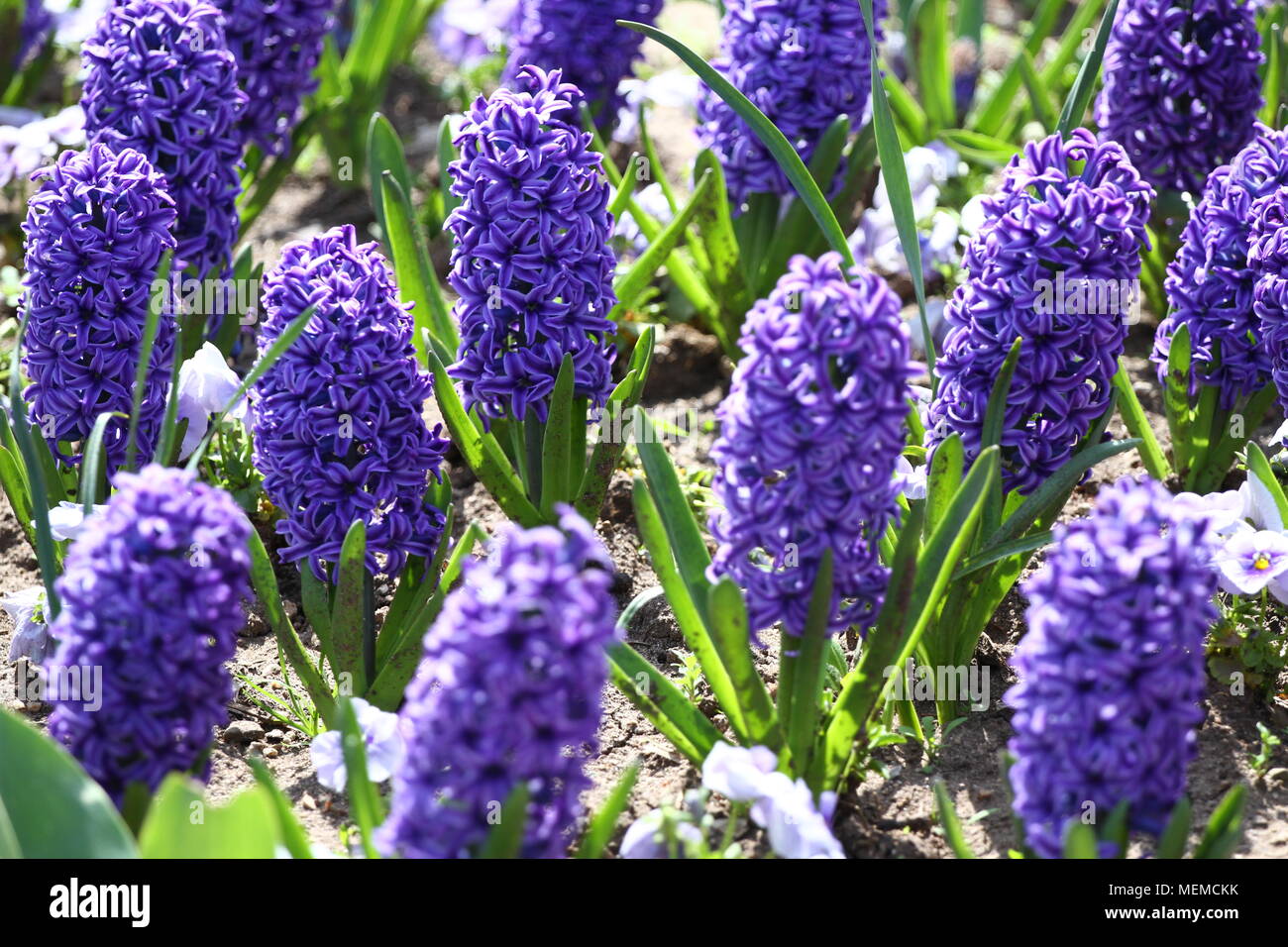Jacinthe et Narcisse (Jonquille). Domaine de la jacinthe fleurs de  printemps coloré sur la lumière du soleil. Motif floral. Photo de texture  de fond fleur jacinthe Photo Stock - Alamy