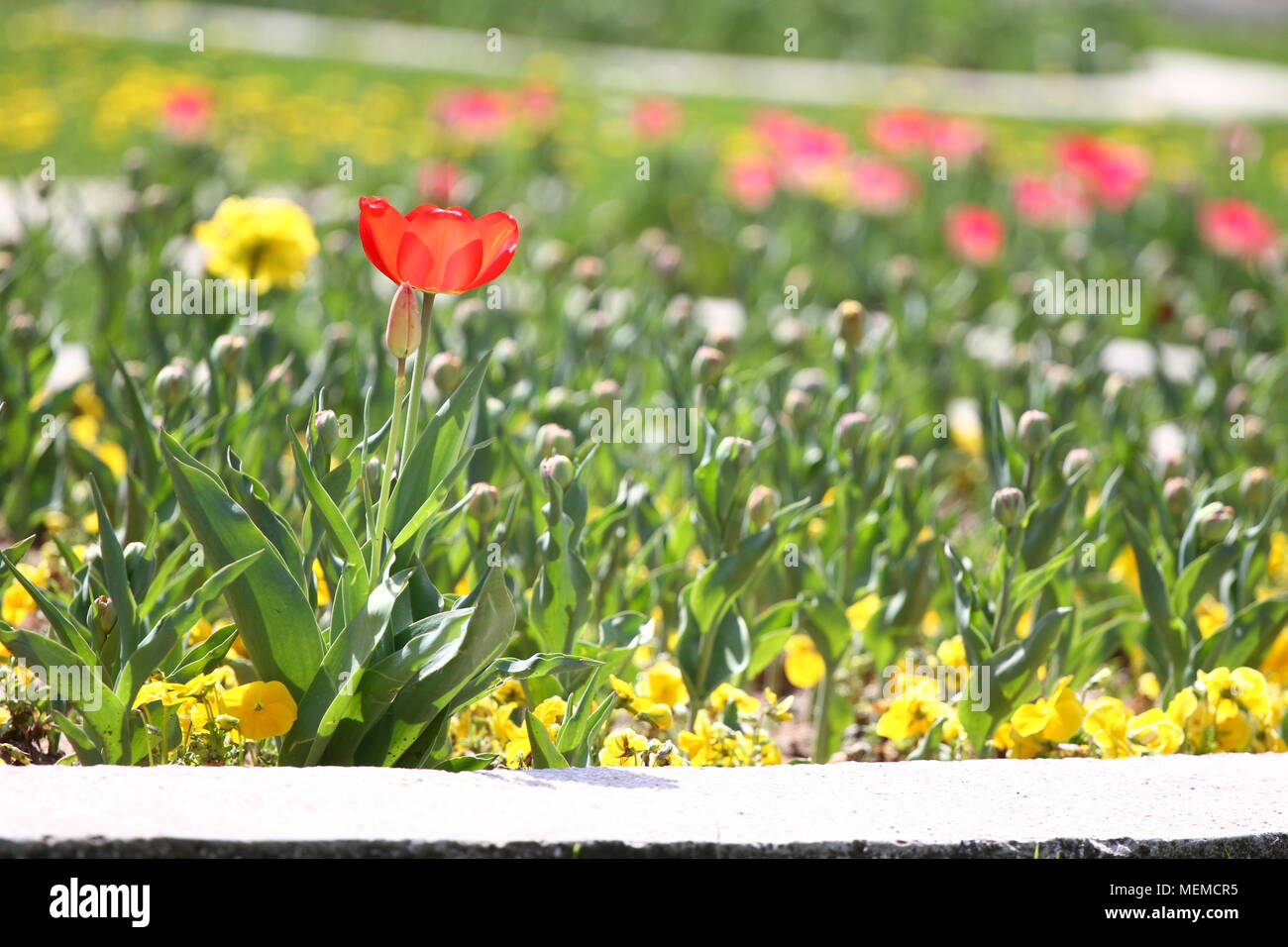 Tulipes. Tulipe rouge et jaune JONQUILLE Narcissus () sur la lumière du  soleil. Striped arrière-plan. Fleurs de tulipe de texture. Motif floral.  Focus sélectif Photo Stock - Alamy