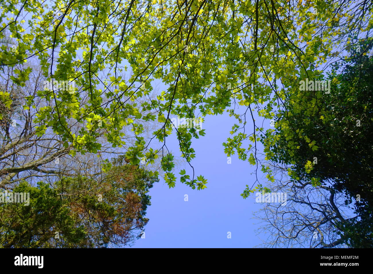Un ver's eye de vue. Arrière-plan simple avec des couleurs de verts sur fond d'un ciel bleu. Banque D'Images