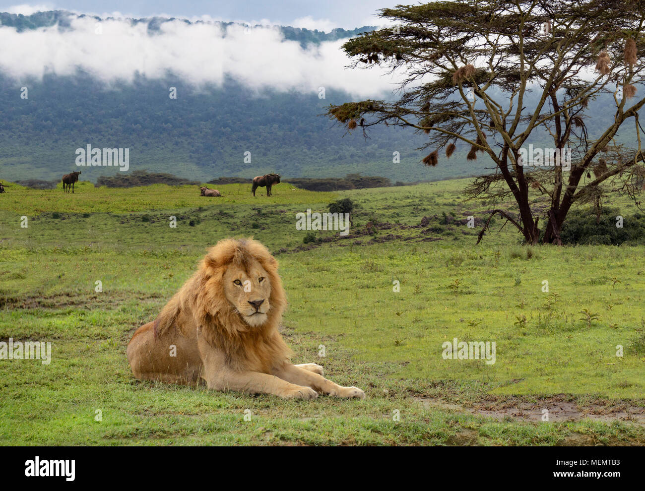 African Lion pose en plaines du Serengeti de l'Afrique Banque D'Images