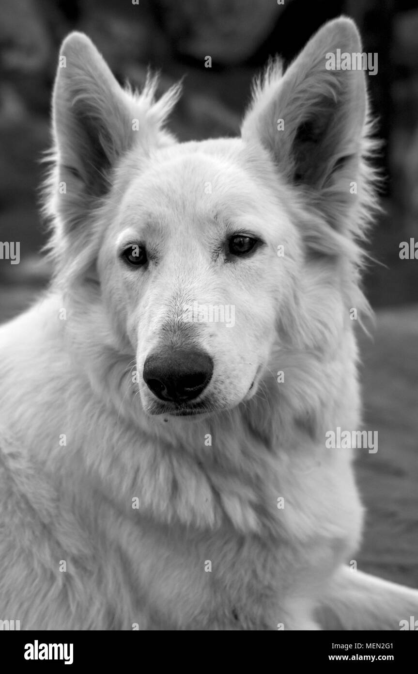 Femme blanche Loup dans une forêt allemande en hiver à distance dans l'ensemble de l'attente et contrôler ce qui se passe et le paraître un peu triste ou paresseux Banque D'Images
