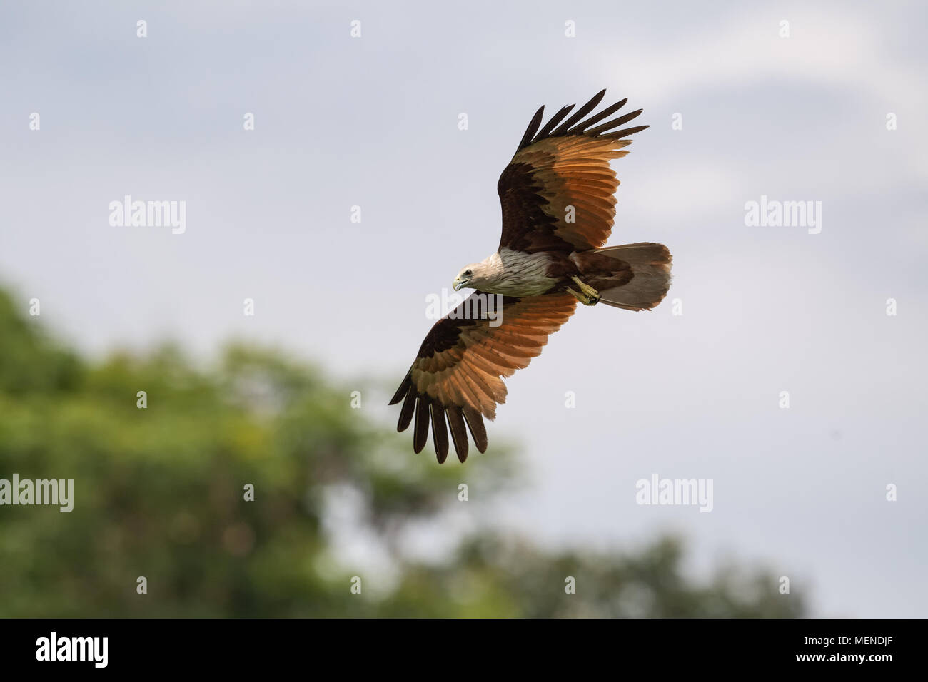 Le brahminy kite (Haliastur indus), également connu sous le nom de la mer rouge-blanche est une espèce d'oiseau de proie de la Famille des Accipitridae. Banque D'Images