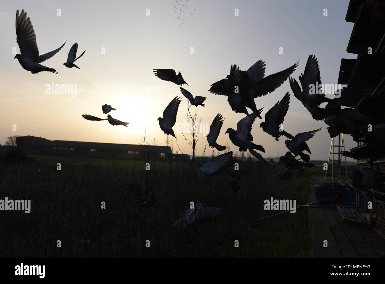 Madrid, Espagne. 22 avr, 2018. Des milliers de pigeons voyageurs sont libérés lors d'une course en Espagne d'environ 400 kilomètres entre Almazán et Barcelone. La colombophilie est un sport dans lequel bien élevés et entraînés les pigeons sont libérés des endroits spécifiques. Ils ont ensuite la race retour à l'accueil leur lofts. Credit : Jorge Sanz/Pacific Press/Alamy Live News Banque D'Images