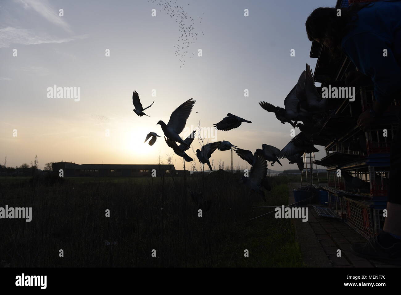 Madrid, Espagne. 22 avr, 2018. Des milliers de pigeons voyageurs sont libérés lors d'une course en Espagne d'environ 400 kilomètres entre Almazán et Barcelone. La colombophilie est un sport dans lequel bien élevés et entraînés les pigeons sont libérés des endroits spécifiques. Ils ont ensuite la race retour à l'accueil leur lofts. Credit : Jorge Sanz/Pacific Press/Alamy Live News Banque D'Images