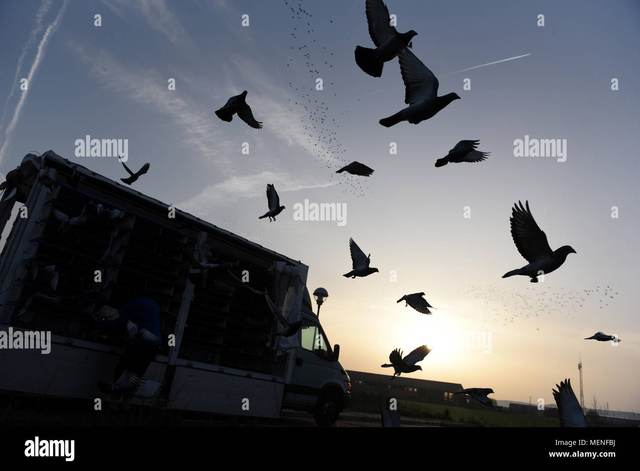 Madrid, Espagne. 22 avr, 2018. Des milliers de pigeons voyageurs sont libérés lors d'une course en Espagne d'environ 400 kilomètres entre Almazán et Barcelone. La colombophilie est un sport dans lequel bien élevés et entraînés les pigeons sont libérés des endroits spécifiques. Ils ont ensuite la race retour à l'accueil leur lofts. Credit : Jorge Sanz/Pacific Press/Alamy Live News Banque D'Images