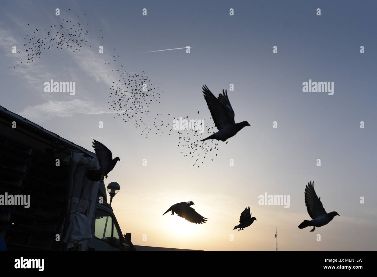 Madrid, Espagne. 22 avr, 2018. Des milliers de pigeons voyageurs sont libérés lors d'une course en Espagne d'environ 400 kilomètres entre Almazán et Barcelone. La colombophilie est un sport dans lequel bien élevés et entraînés les pigeons sont libérés des endroits spécifiques. Ils ont ensuite la race retour à l'accueil leur lofts. Credit : Jorge Sanz/Pacific Press/Alamy Live News Banque D'Images