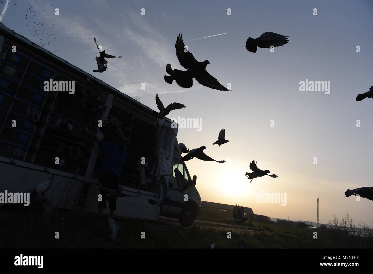 Madrid, Espagne. 22 avr, 2018. Des milliers de pigeons voyageurs sont libérés lors d'une course en Espagne d'environ 400 kilomètres entre Almazán et Barcelone. La colombophilie est un sport dans lequel bien élevés et entraînés les pigeons sont libérés des endroits spécifiques. Ils ont ensuite la race retour à l'accueil leur lofts. Credit : Jorge Sanz/Pacific Press/Alamy Live News Banque D'Images