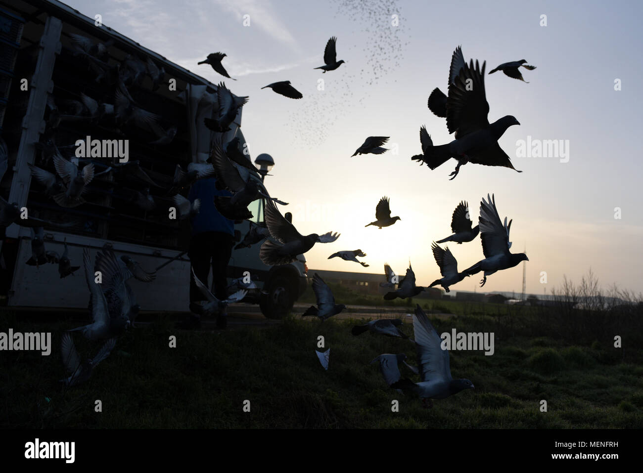 Madrid, Espagne. 22 avr, 2018. Des milliers de pigeons voyageurs sont libérés lors d'une course en Espagne d'environ 400 kilomètres entre Almazán et Barcelone. La colombophilie est un sport dans lequel bien élevés et entraînés les pigeons sont libérés des endroits spécifiques. Ils ont ensuite la race retour à l'accueil leur lofts. Credit : Jorge Sanz/Pacific Press/Alamy Live News Banque D'Images