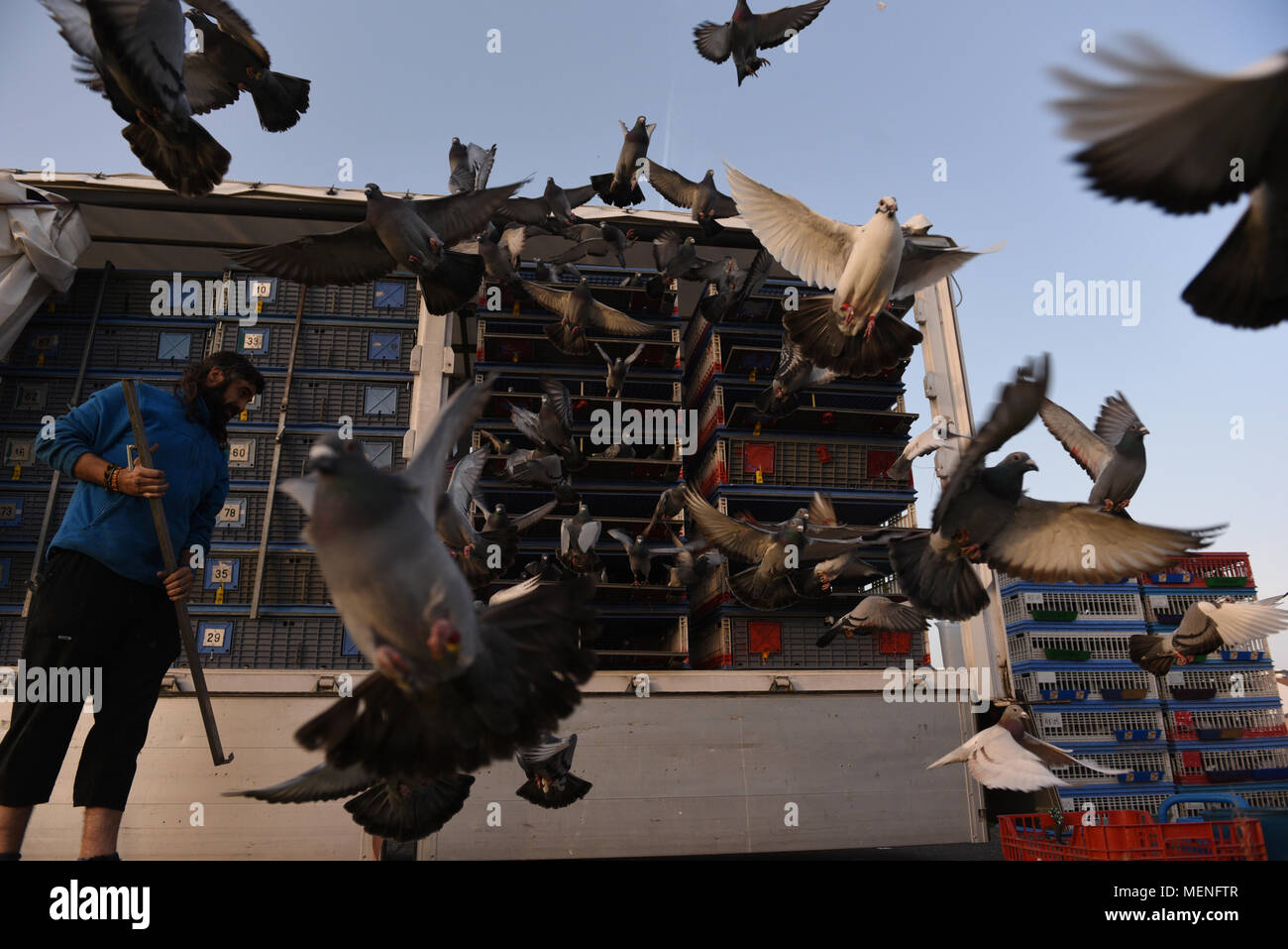 Madrid, Espagne. 22 avr, 2018. Des milliers de pigeons voyageurs sont libérés lors d'une course en Espagne d'environ 400 kilomètres entre Almazán et Barcelone. La colombophilie est un sport dans lequel bien élevés et entraînés les pigeons sont libérés des endroits spécifiques. Ils ont ensuite la race retour à l'accueil leur lofts. Credit : Jorge Sanz/Pacific Press/Alamy Live News Banque D'Images