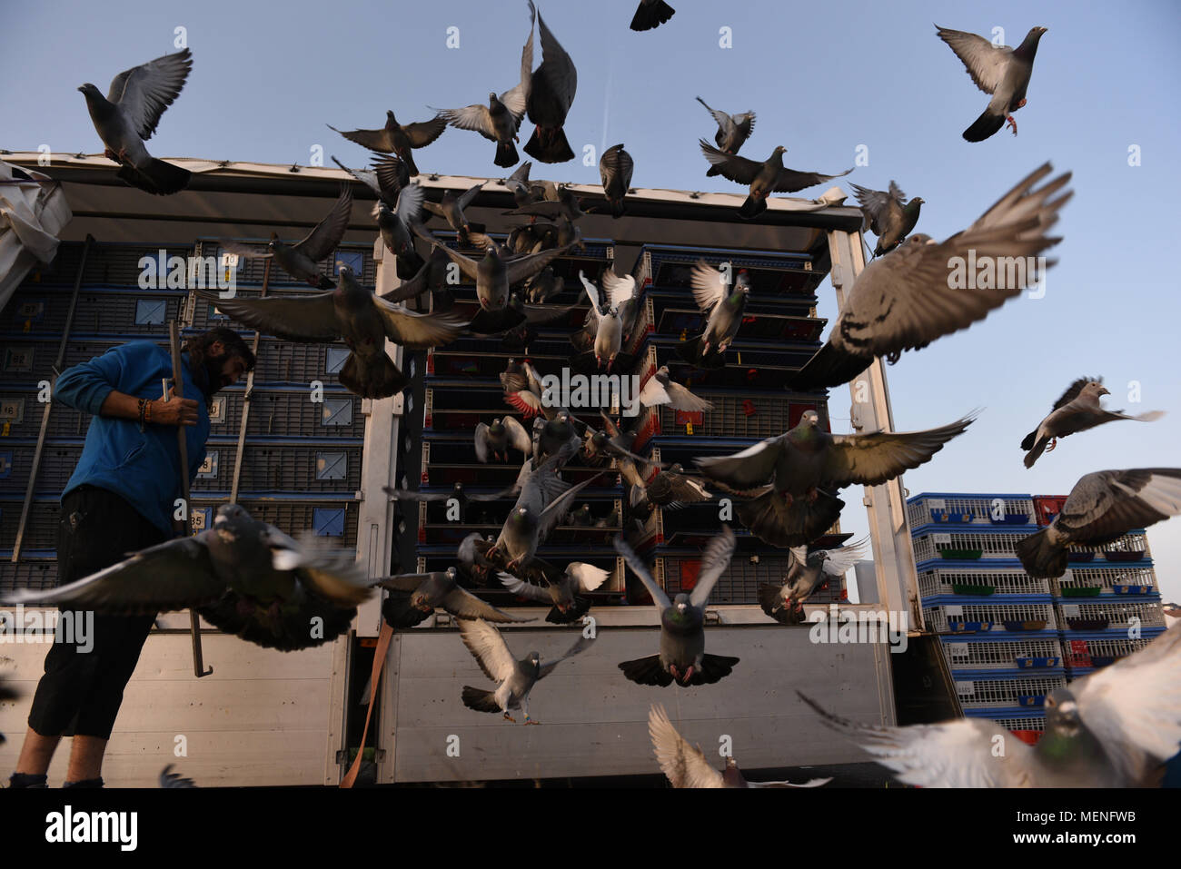 Madrid, Espagne. 22 avr, 2018. Des milliers de pigeons voyageurs sont libérés lors d'une course en Espagne d'environ 400 kilomètres entre Almazán et Barcelone. La colombophilie est un sport dans lequel bien élevés et entraînés les pigeons sont libérés des endroits spécifiques. Ils ont ensuite la race retour à l'accueil leur lofts. Credit : Jorge Sanz/Pacific Press/Alamy Live News Banque D'Images