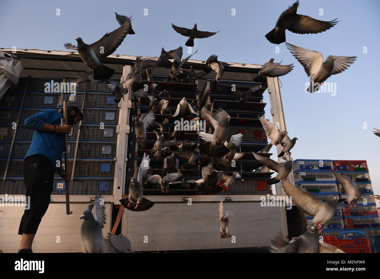 Madrid, Espagne. 22 avr, 2018. Des milliers de pigeons voyageurs sont libérés lors d'une course en Espagne d'environ 400 kilomètres entre Almazán et Barcelone. La colombophilie est un sport dans lequel bien élevés et entraînés les pigeons sont libérés des endroits spécifiques. Ils ont ensuite la race retour à l'accueil leur lofts. Credit : Jorge Sanz/Pacific Press/Alamy Live News Banque D'Images