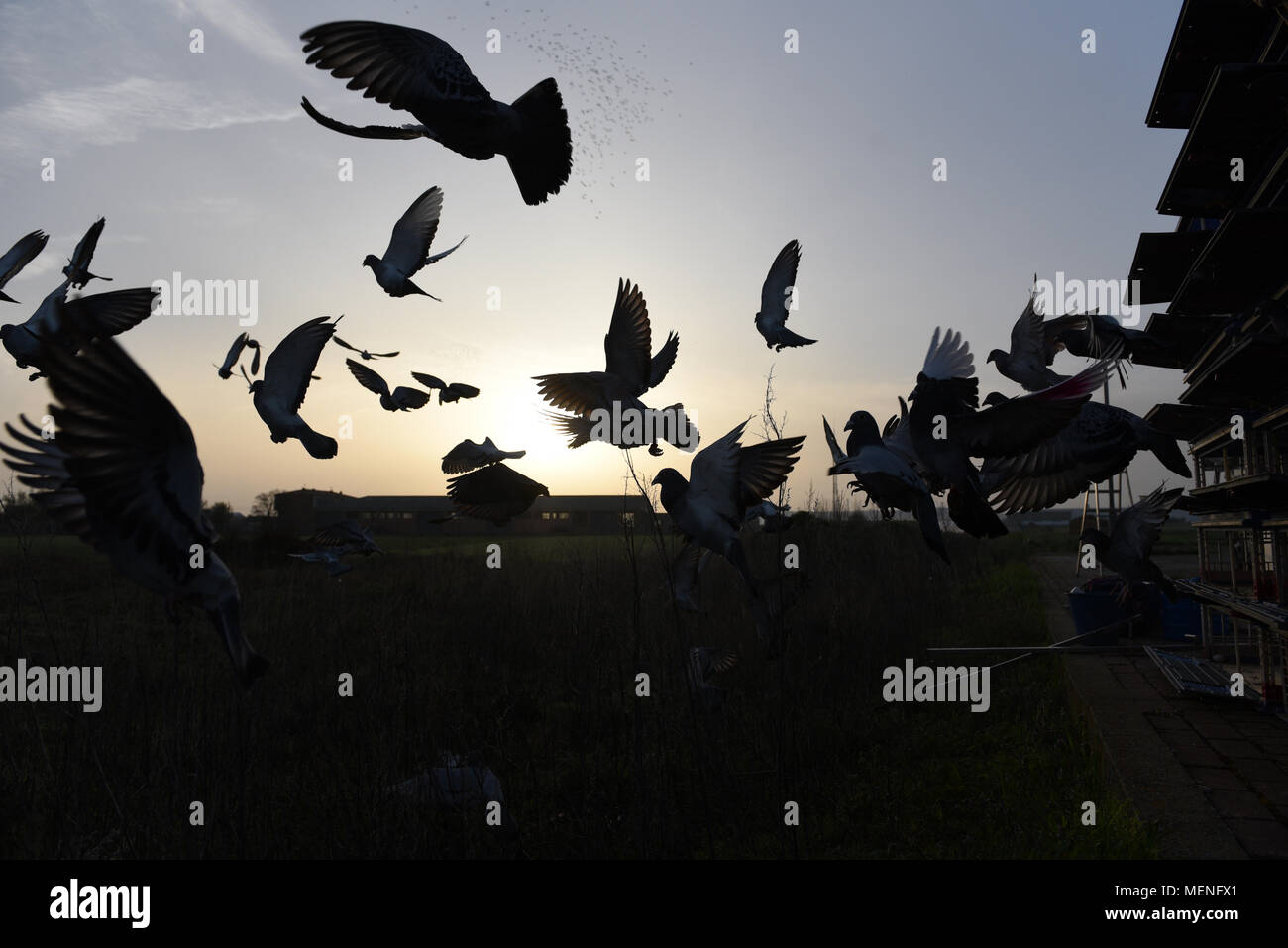 Madrid, Espagne. 22 avr, 2018. Des milliers de pigeons voyageurs sont libérés lors d'une course en Espagne d'environ 400 kilomètres entre Almazán et Barcelone. La colombophilie est un sport dans lequel bien élevés et entraînés les pigeons sont libérés des endroits spécifiques. Ils ont ensuite la race retour à l'accueil leur lofts. Credit : Jorge Sanz/Pacific Press/Alamy Live News Banque D'Images